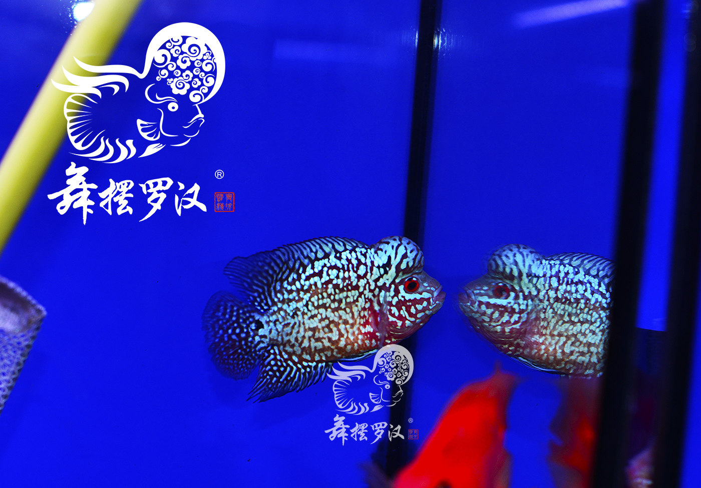 已售/舞摆罗汉鱼活体 鸿运当头 红马 德萨斯 泰金金马骝/金花2119