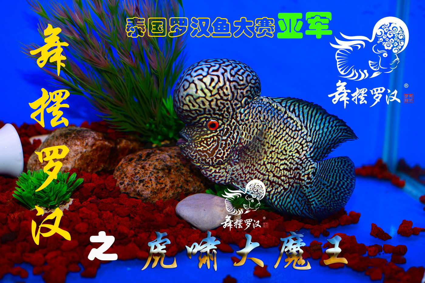 舞摆罗汉鱼 鸿运当头 德萨斯 红马骝  /泰国亚军金花 虎啸大魔王