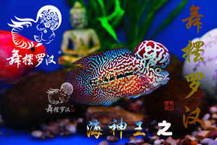 已售/舞摆罗汉鱼活体 鸿运当头 红马骝 德萨斯 金花 泰金/海神王