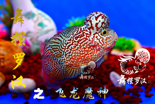 已售/舞摆罗汉鱼活体 鸿运当头 红马骝 泰金金花 德萨斯/飞龙魔神