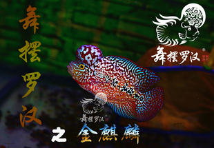 已售/舞摆罗汉鱼活体 鸿运当头 红马骝 德萨斯 金花 泰金/金麒麟