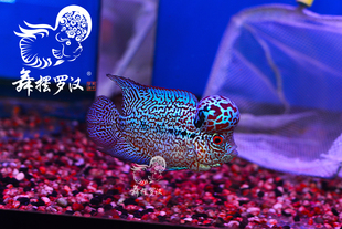 已售/舞摆罗汉鱼活体 鸿运 红马骝 金花 德萨斯 金马骝/ 毒液