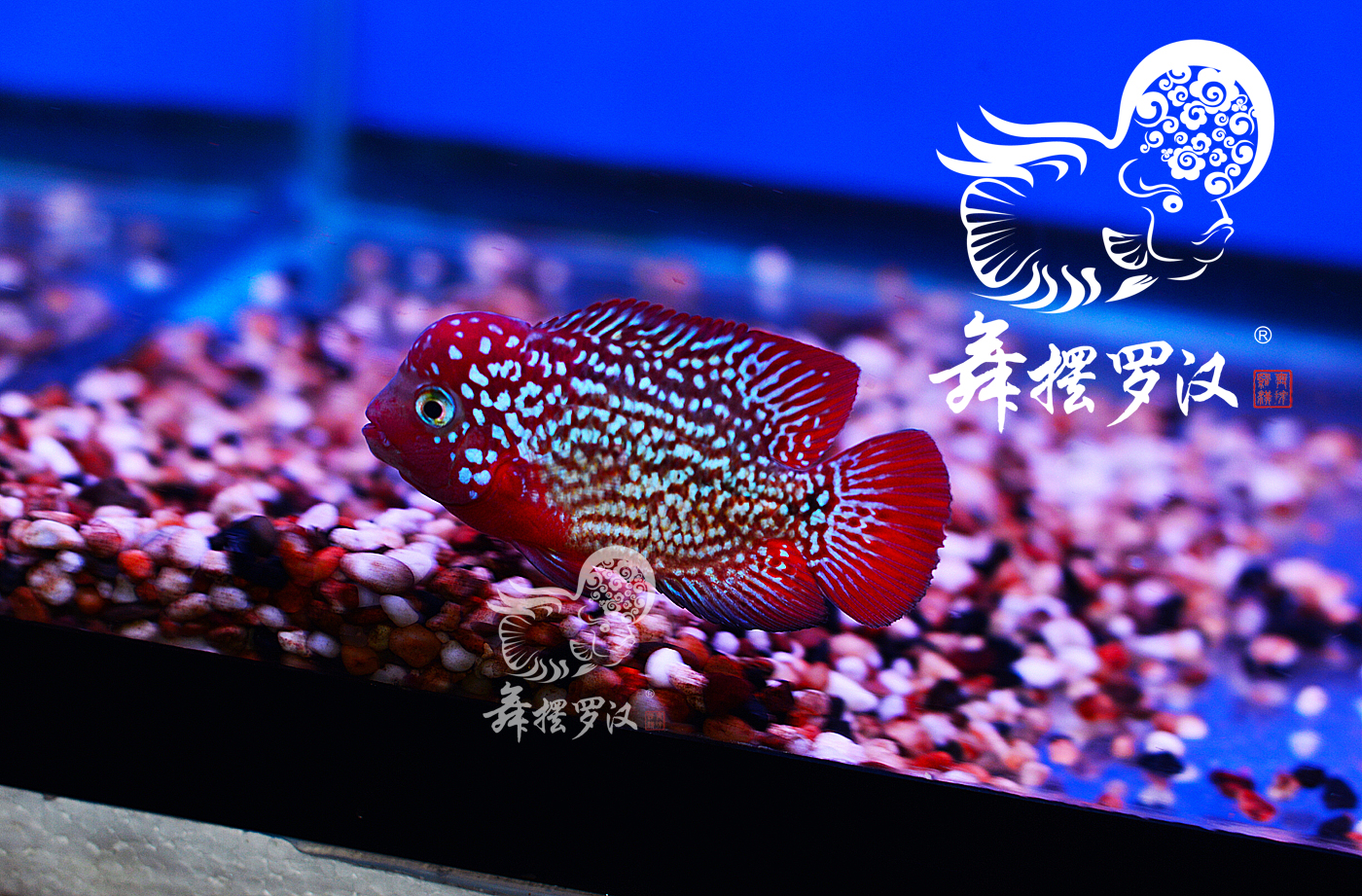 已售/舞摆罗汉鱼活体 鸿运 红马骝 德萨斯 泰金/古典金花蛊毒