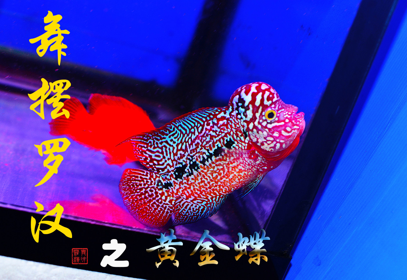 已售/舞摆罗汉鱼活体 鸿运当头 金花 红马骝 德萨斯 泰金/黄金鲽