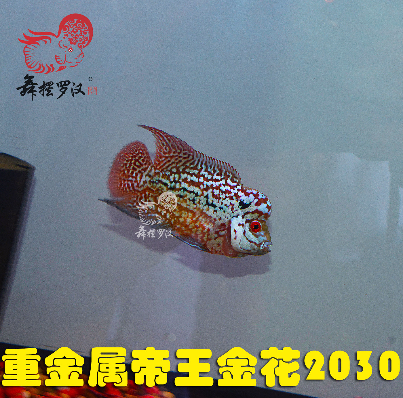 已售/舞摆罗汉鱼活体 鸿运当头 德萨斯 金马骝/ 帝王金花2030