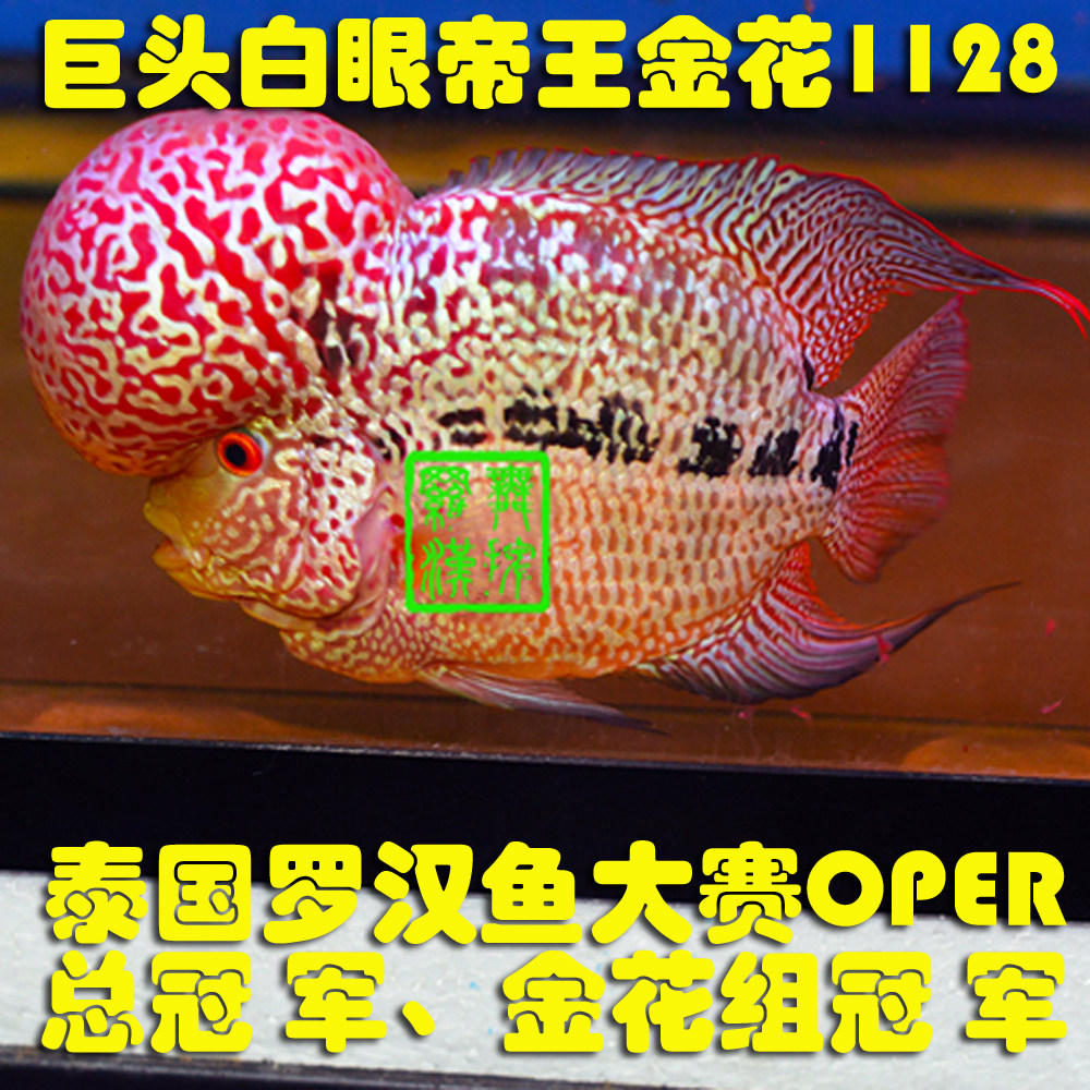 已售/舞摆罗汉鱼活体 鸿运当头 红马骝/帝王金花1128 泰国总冠 军