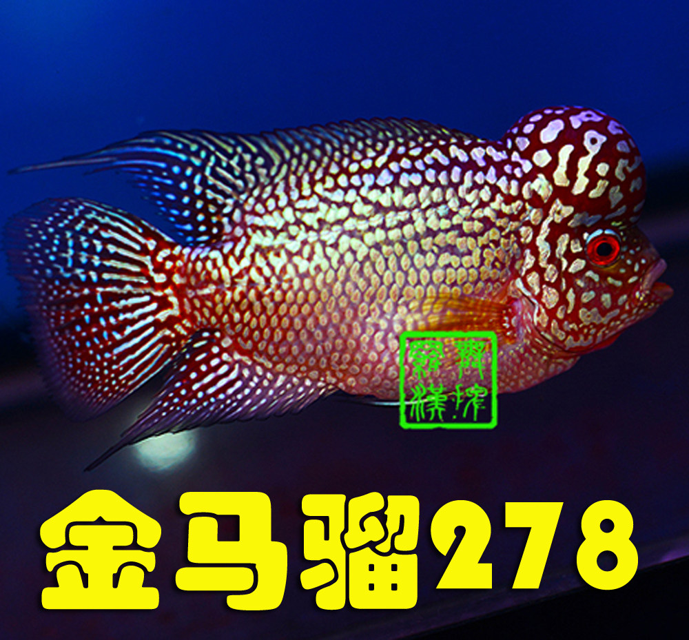 已售/ 舞摆罗汉鱼活体 金花 鸿运当头 红马骝 德萨 / 金马骝278