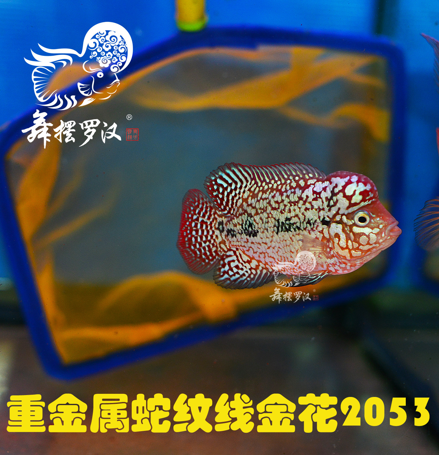 已售/舞摆罗汉鱼活体 鸿运当头 红马骝 德萨斯 / 蛇纹线金花2053