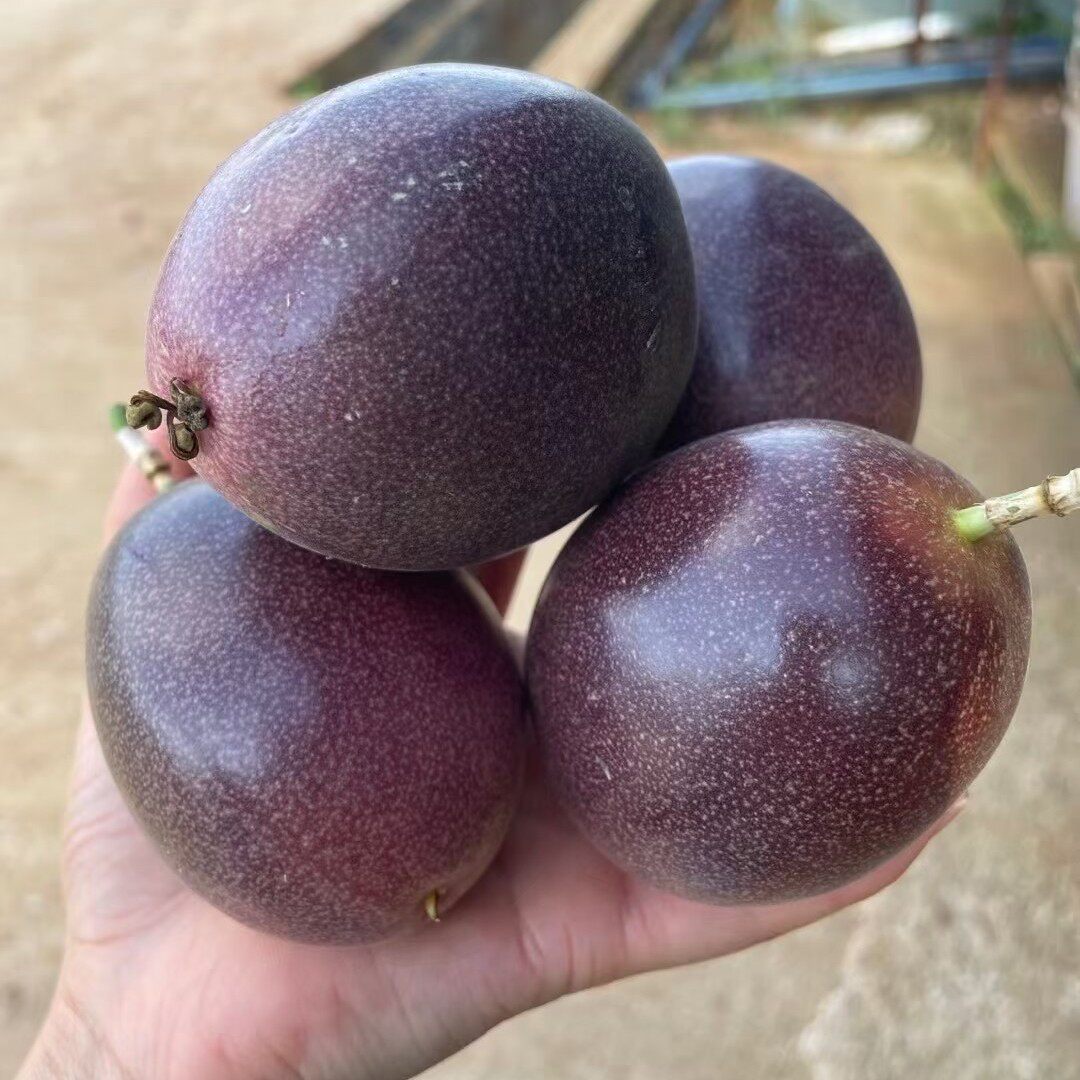 老品种云南百香果  新鲜水果 百香果