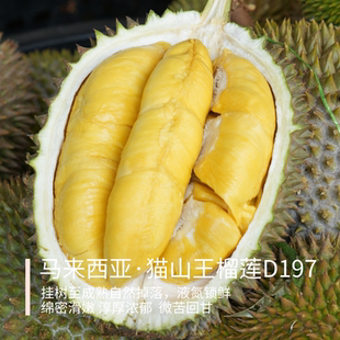 【双A保5房】SF 马来西亚猫山王榴莲D197 液氮冷鲜 包售后 放心买