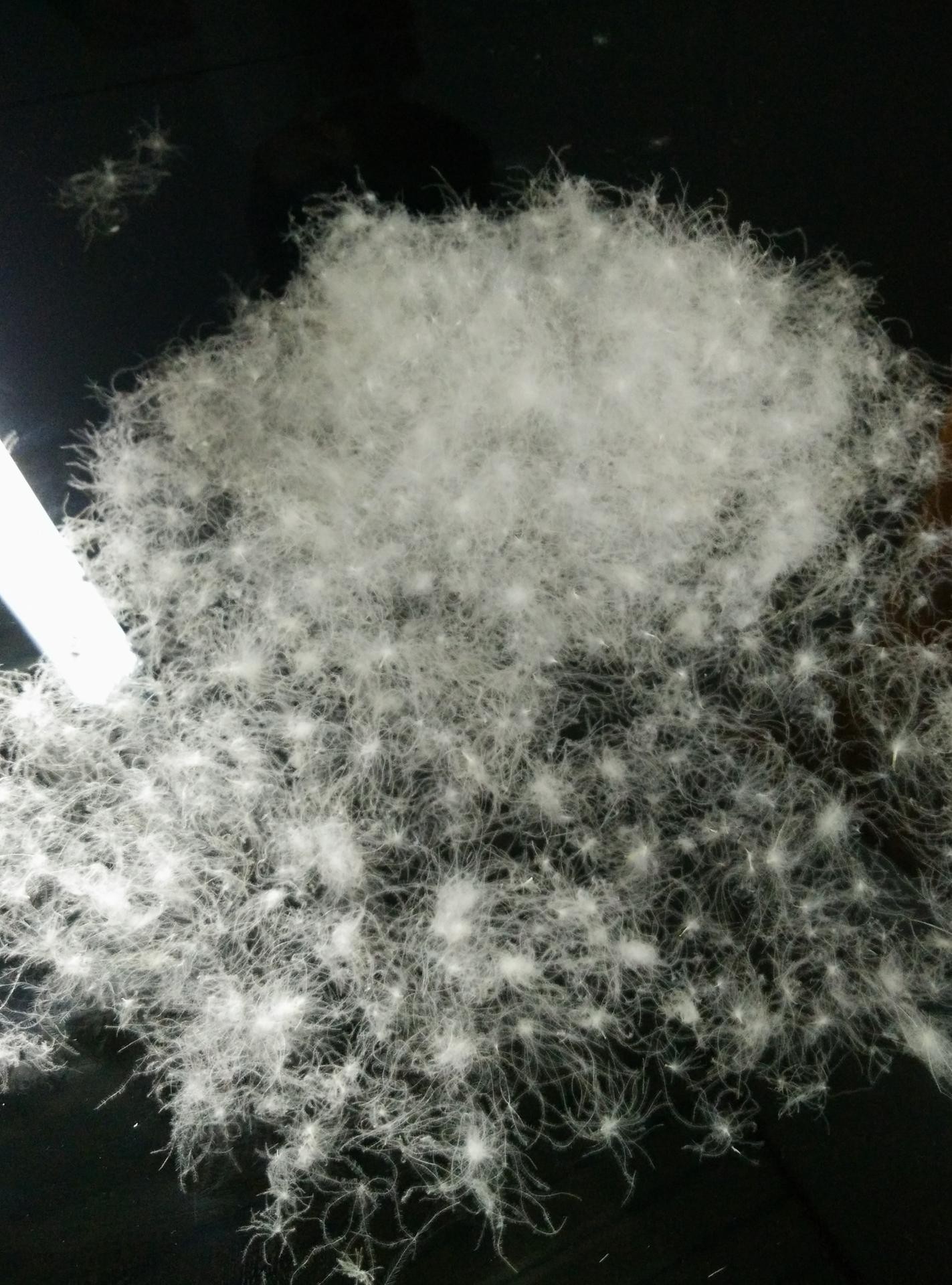 散装羽绒新款品牌填充物95%