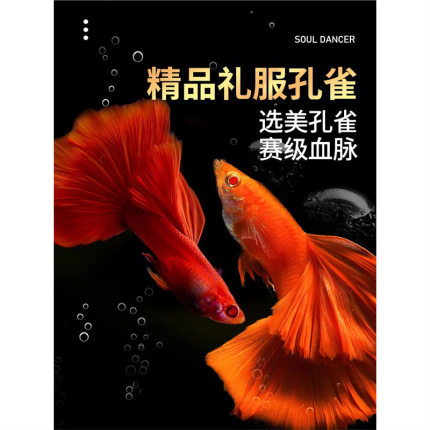 全红孔雀鱼活鱼热带观赏鱼纯种大尾巴凤尾鱼小型淡水好养耐活鱼苗