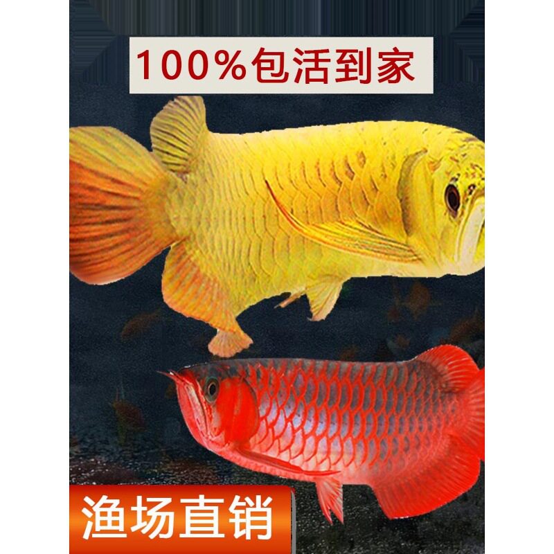 金龙鱼活鱼龙鱼幼苗古典蓝底过背印尼超血辣椒红龙练手龙鱼观赏鱼
