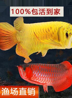 金龙鱼活鱼龙鱼幼苗古典蓝底过背印尼超血辣椒红龙练手龙鱼观赏鱼