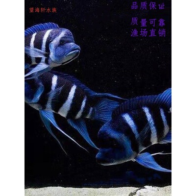 热带三湖慈鲷坦鲷活体蓝六间布隆迪皇冠六间布隆迪六间萨伊蓝六间