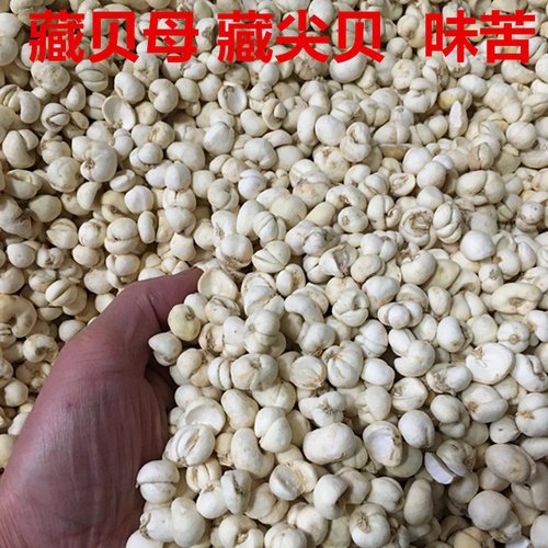 西藏贝母藏贝母粉贝母100克