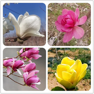 一物一拍紫玉兰白玉兰黄玉兰娇红玉兰盆栽地栽庭院绿化苗