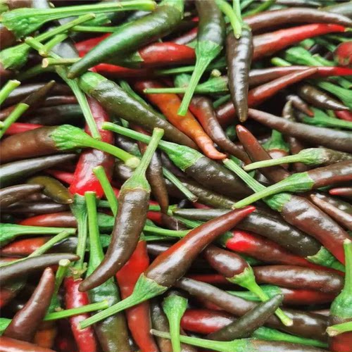 特辣朝天椒新鲜乌红酱色小米辣泡菜辣椒下饭菜特辣海椒农家露天