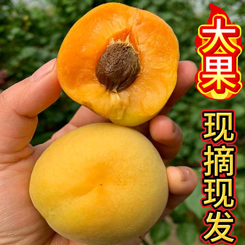 新鲜大黄杏特大果现摘杏子蜜杏