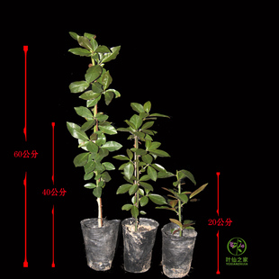 叶仙苗20-40-60公分营养钵繁殖带原土发货不伤根缓苗快成活率高