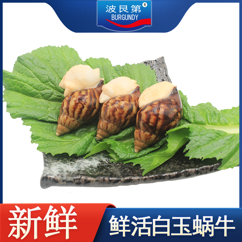 鲜活白玉蜗牛鲜嫩美味蜗牛