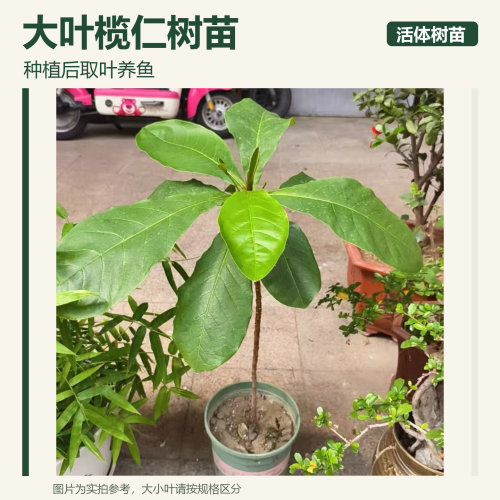 大叶榄仁树苗 种植取叶养鱼 小叶榄仁雨伞树庭院绿化苗
