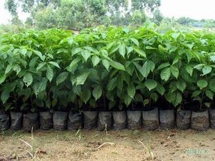 秋枫苗/重阳木/乌杨/赤木苗