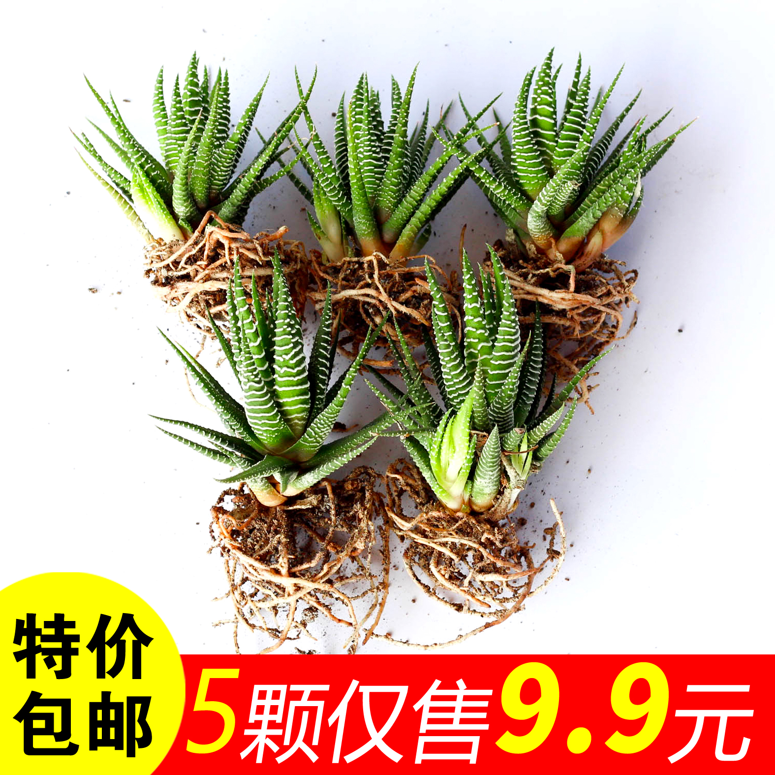 条纹十二卷多肉植物芦荟桌面绿植