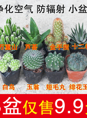 多肉植物仙人球小盆栽仙人指肉肉办公桌面摆件室内仙人掌组合盆栽