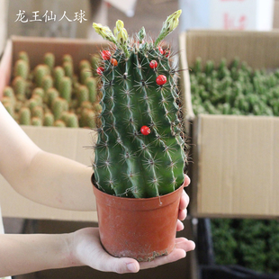 龙王丸仙人球实生球仙人掌左右旋长钩球属黄色大花室内防辐射绿植