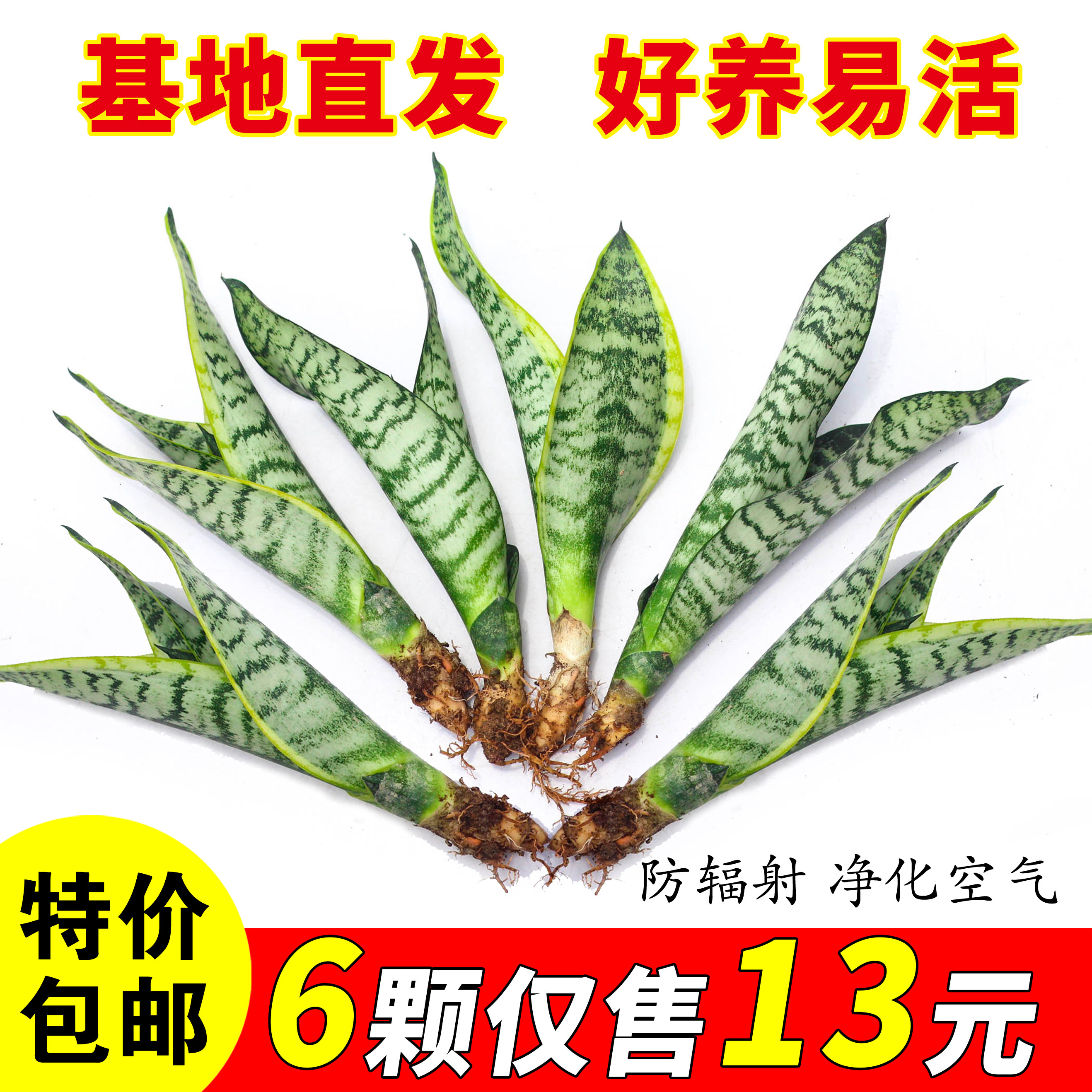 金边虎皮兰盆栽花卉多肉水培植物好养绿植办公室内四季常青虎尾兰
