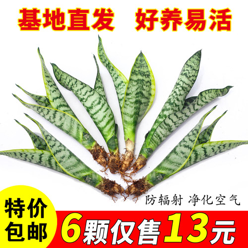 绿植好养办公四季常青金边虎皮兰
