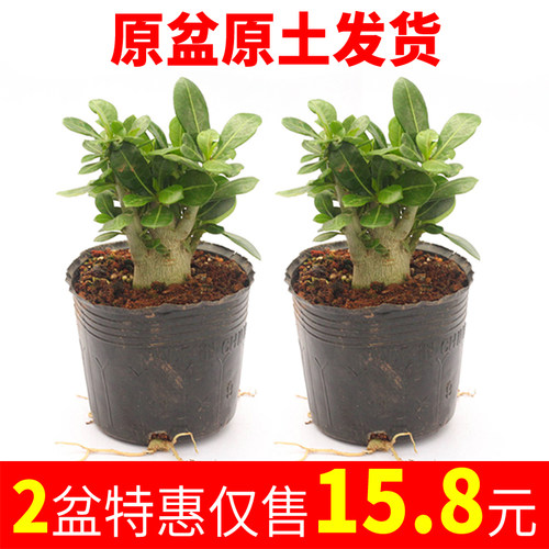 防辐射办公室阳台四季沙漠玫瑰