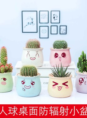 仙人球小盆栽办公室内桌面多肉植物绿植电脑防辐射陶瓷开花仙人掌