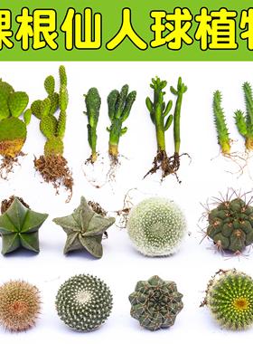 仙人球盆栽多肉植物组合仙人掌盆栽办公室桌面净化空气多肉肉植物