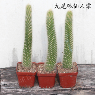 九尾狐猴尾柱长软毛多肉植物仙人掌类稀有懒人室内垂吊盆栽绿植物