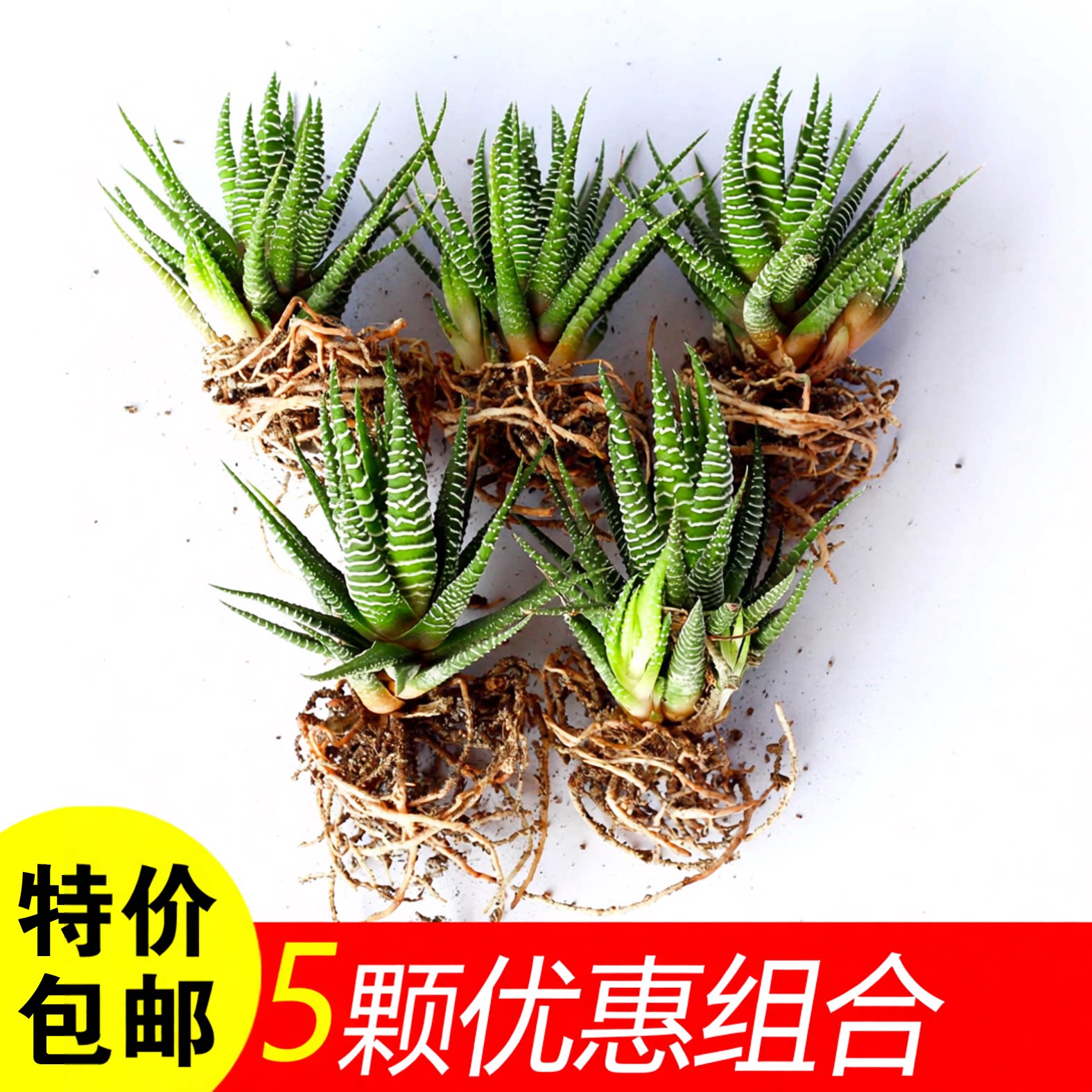 条纹十二卷多肉植物室内外盆栽肉肉办公室桌面防辐射绿植花卉芦荟