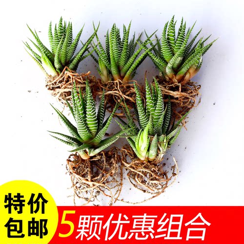 条纹十二卷多肉植物芦荟桌面绿植