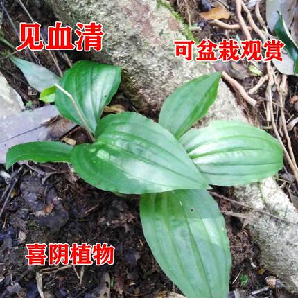 见血清草本植物虎舌红中草药苗盆栽室内外喜阴观叶附石假山龟池种