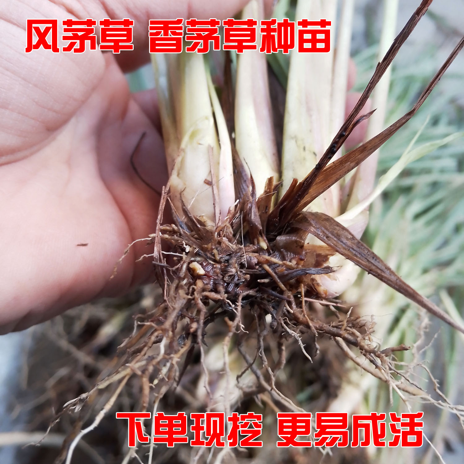 香茅草种苗风茅草种苗柠檬草种苗芳香草本植物香料洗澡现挖带根发