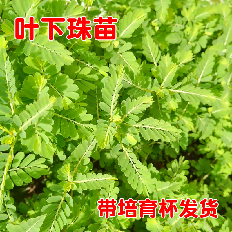 正宗叶下珠种苗珍珠草阴阳草夜开夜闭草苗中草药栽培种植科普研学