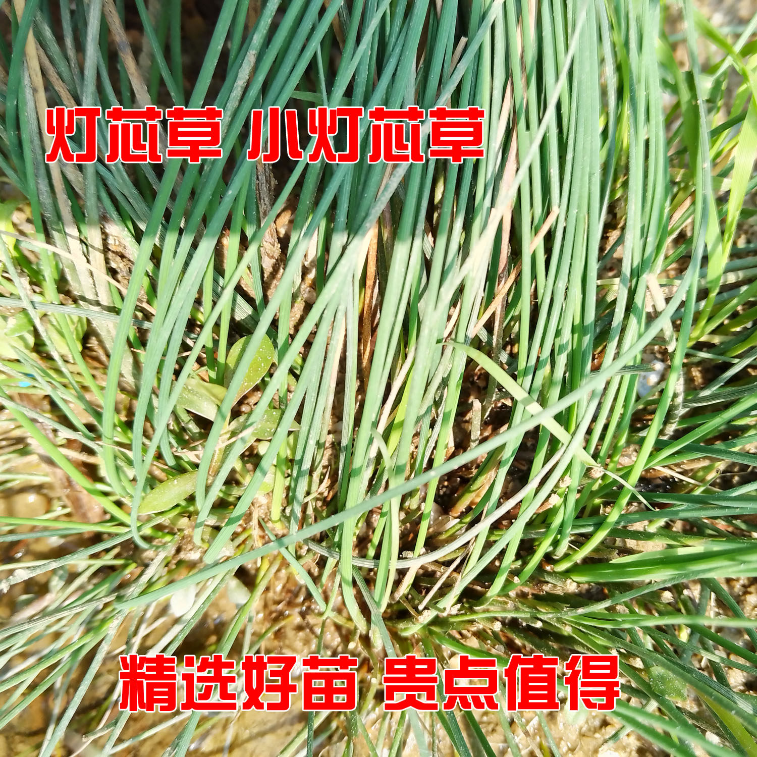 灯芯草种苗小灯芯草种苗盆栽庭院假山布景观赏药食可用易活易种