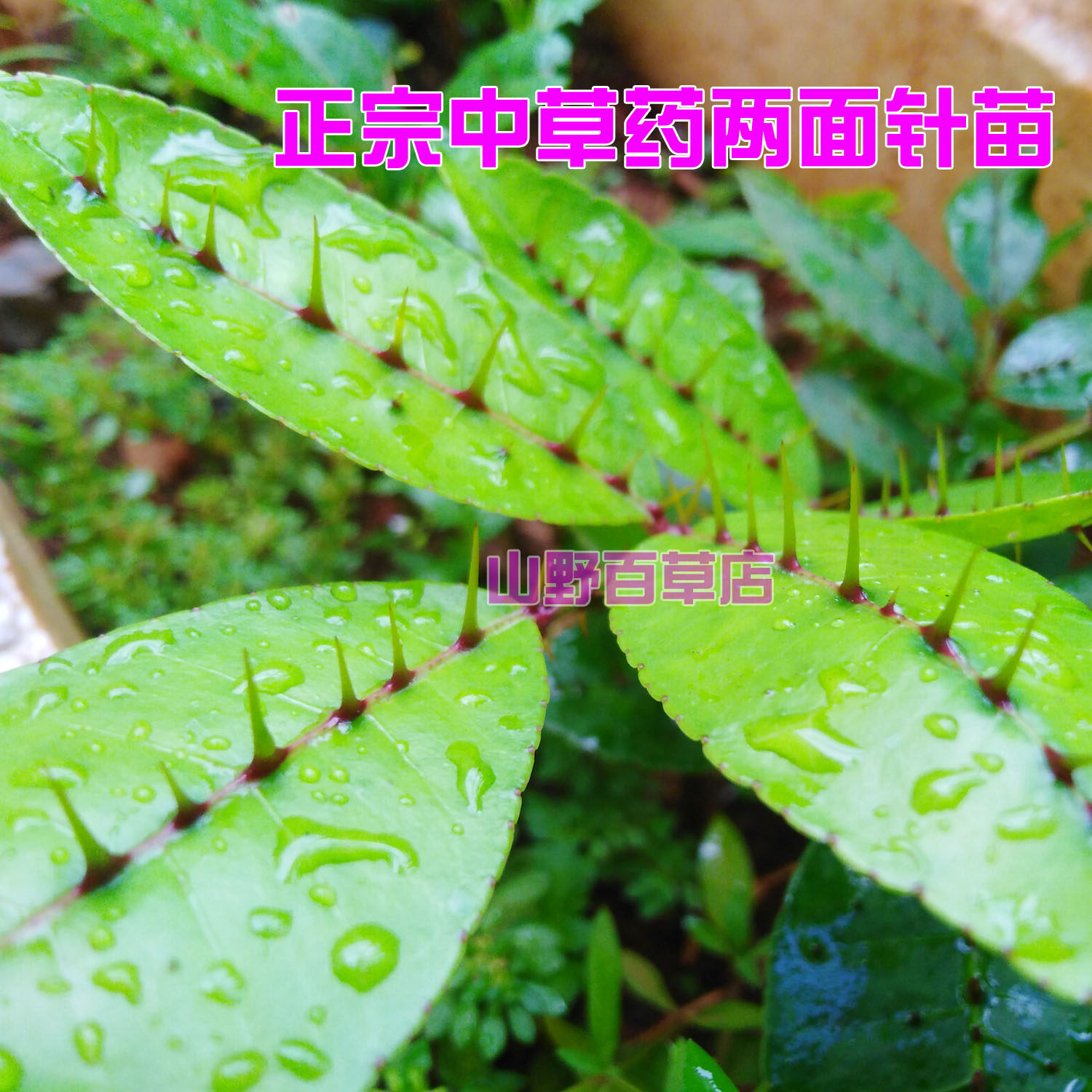 正宗中药材两面针优质种苗