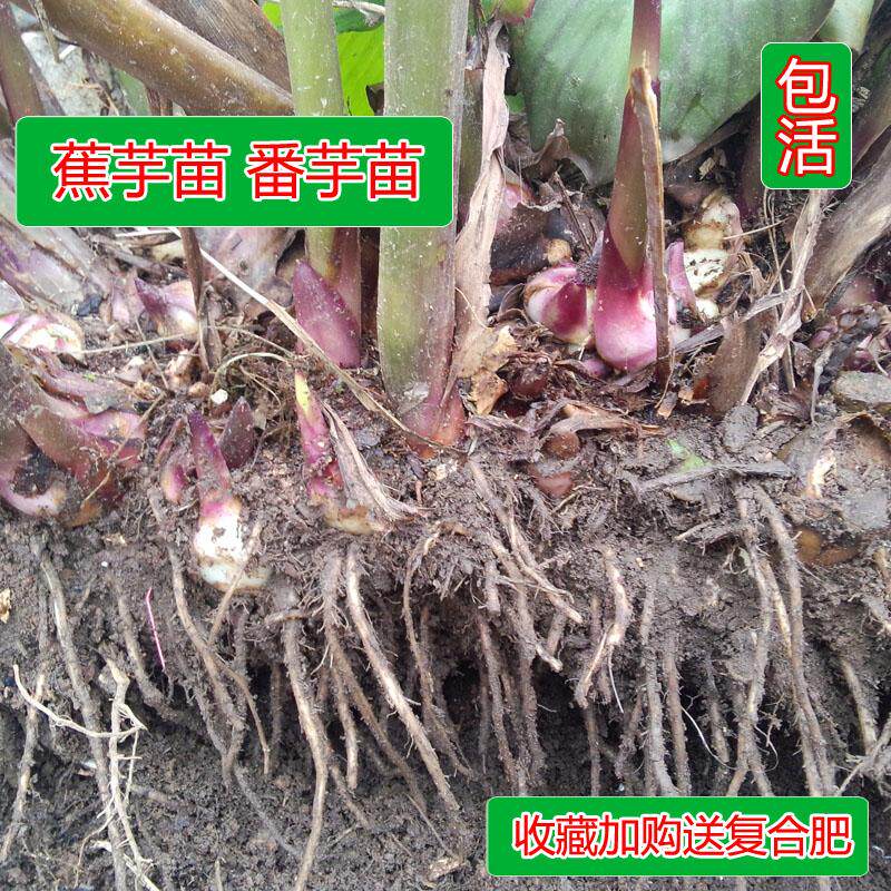野生新鲜蕉芋种苗番芋苗芭蕉芋旱藕特种红叶蕉芋苗块茎蕉芋头磨粉