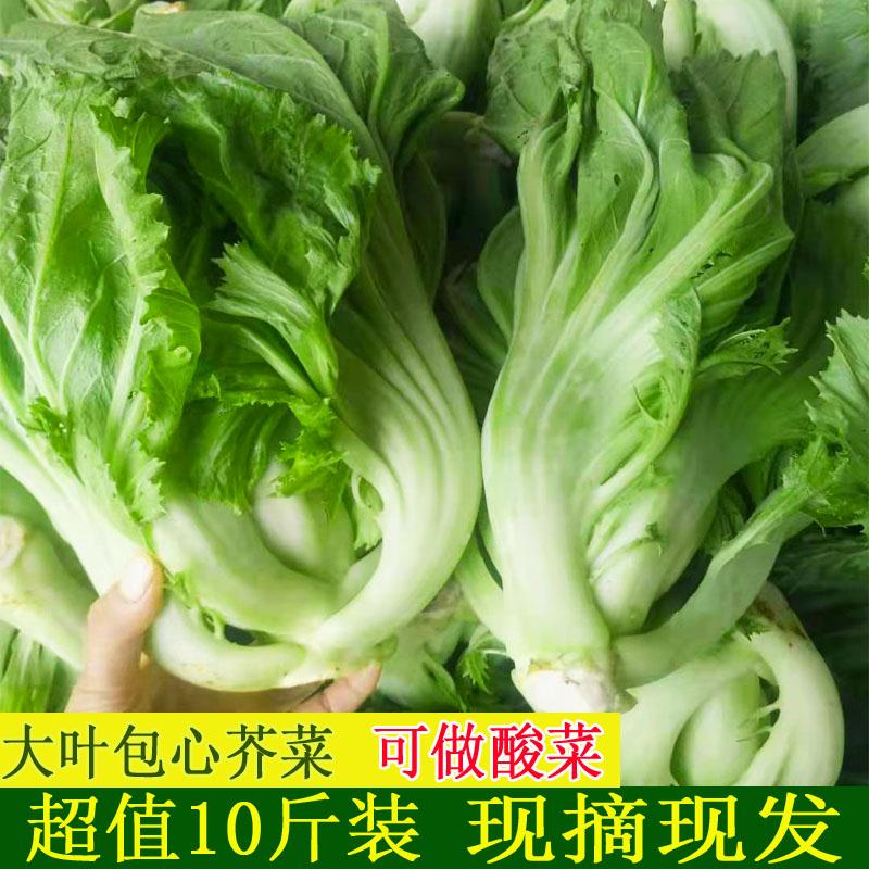 广西青菜大叶青新鲜现摘