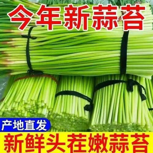 河南红帽嫩蒜苔新蒜薹新鲜蔬菜