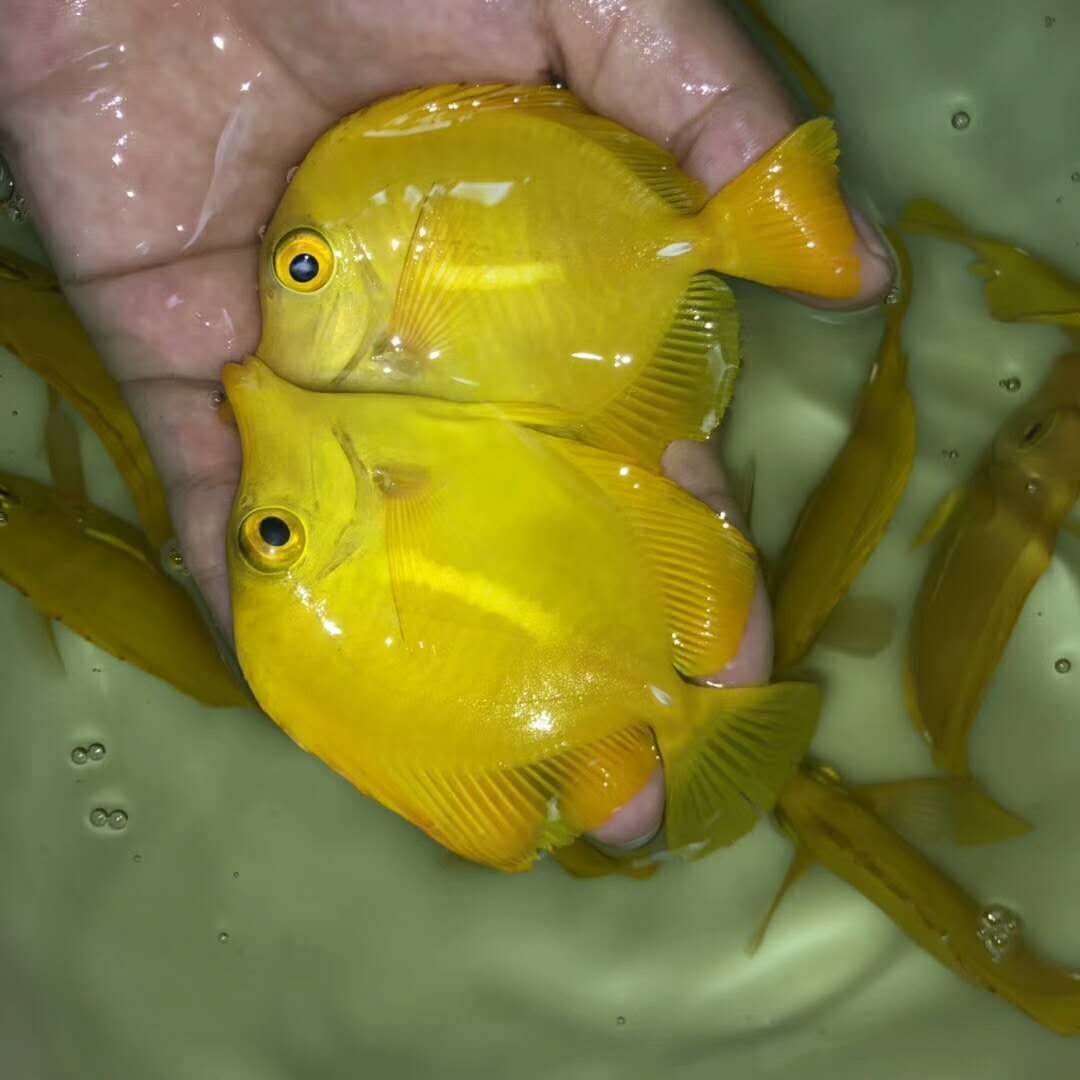 夏威夷黄金吊活体海水鱼深圳海洋宠物鱼广州咸水观赏鱼水族缸生物|msdalam kategori haiwan peliharaan/makanan haiwan dan bekalan, Aquarium World, ikan - dari Buy2taobao.com untuk memberikan perkhidmatan ejen Taobao profesional membeli