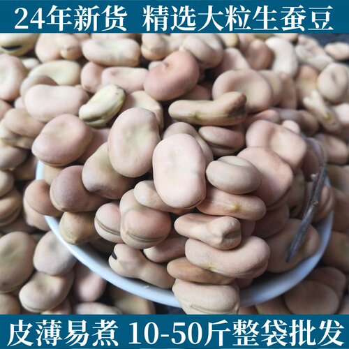 10-50斤大粒精品干蚕豆甘肃散装胡豆生蚕豆农家佛豆干货
