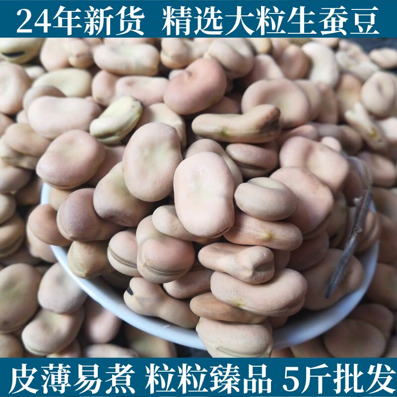 新货生蚕豆绿胡豆可发芽做油炸