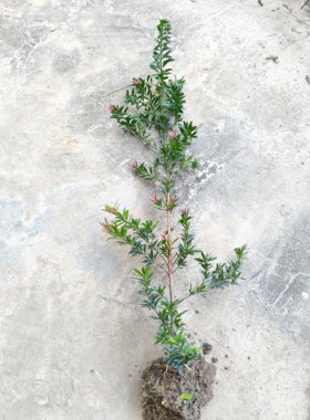 红芽罗汉松小红帽红宝石大杯苗原杯原土珍贵苗木盆栽地种四季常青